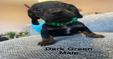 Dachshund dogs - Advert 8