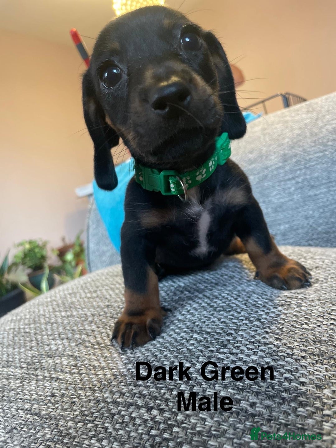 Dachshund dogs for sale: *** 4 puppies ready to go **  - Image 2