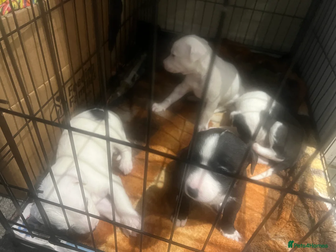 Mixed Breed dogs for sale: Adorable 13-Week-Old Female Puppies Ready For Home - Advert 11