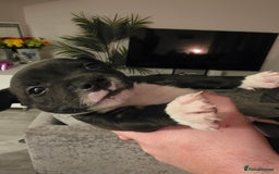 Staffordshire Bull Terrier dogs for sale: **LAST GIRL** STAFFORDSHIRE BULL TERRIOR PUPPIES - Image 23