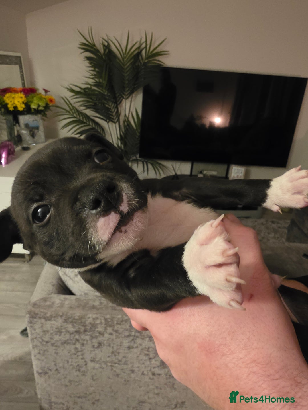 Staffordshire Bull Terrier dogs for sale: **LAST GIRL** STAFFORDSHIRE BULL TERRIOR PUPPIES - Image 23
