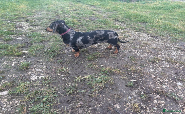 Dachshund dogs Miniature dachshund  - Advert 4