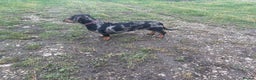 Dachshund dogs for sale: Miniature dachshund  - Advert 2