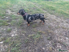 Dachshund dogs Miniature dachshund - Advert 3