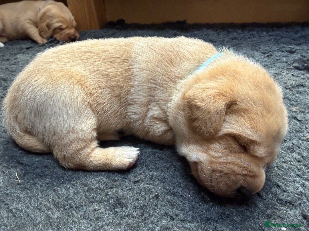 Labrador Retriever dogs for sale: Pedigree Working Lab Puppies. Ready 8th November - Image 12