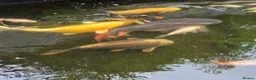 Koi Carp fish for sale: Various Koi Carp & Gold fish for sale in Leicester - Advert 2
