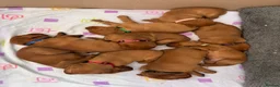Labrador Retriever dogs for stud: Fox Red Labrador Stud Dog Available for studding - Advert 19