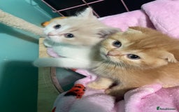 Scottish Fold cats for sale: Scottish fold - Advert 4