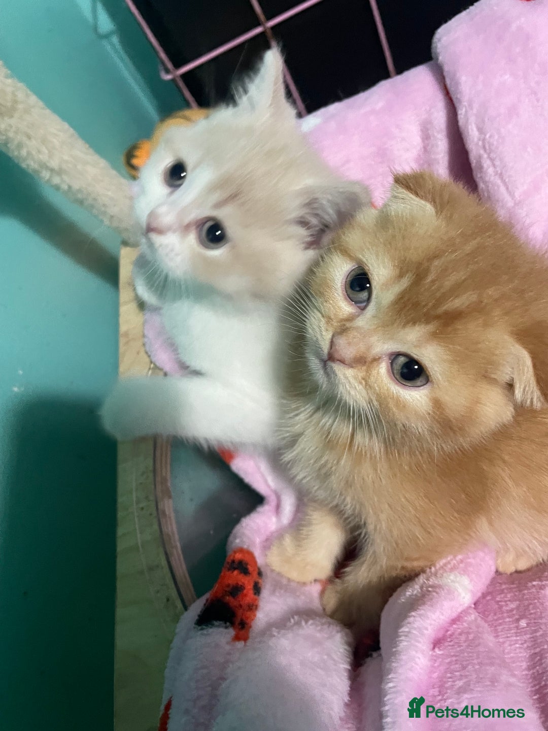 Scottish Fold cats for sale: Scottish fold - Advert 4