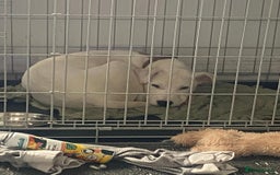 Mixed Breed dogs for sale: Beautiful mixed breed puppy! - Image 6
