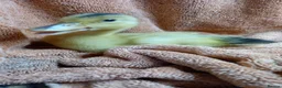Ducks poultry for sale: Mixed Ducklings for Sale - Advert 6