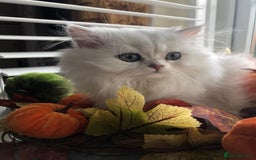 British Shorthair cats for sale: Now reserved - BLH girl  - Advert 7