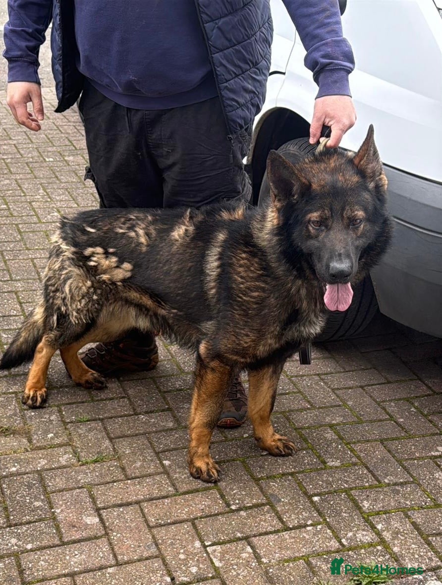 German Shepherd dogs Sable Male German Shepherd For Sale. Great dog - Advert 1