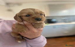 Mixed Breed dogs for sale: Beautiful litter of 6 cockalier pups - Image 5