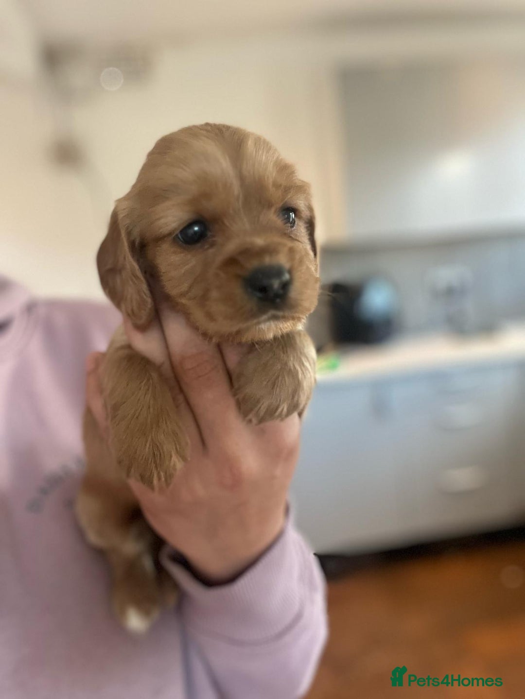 Mixed Breed dogs for sale: Beautiful litter of 6 cockalier pups - Image 5