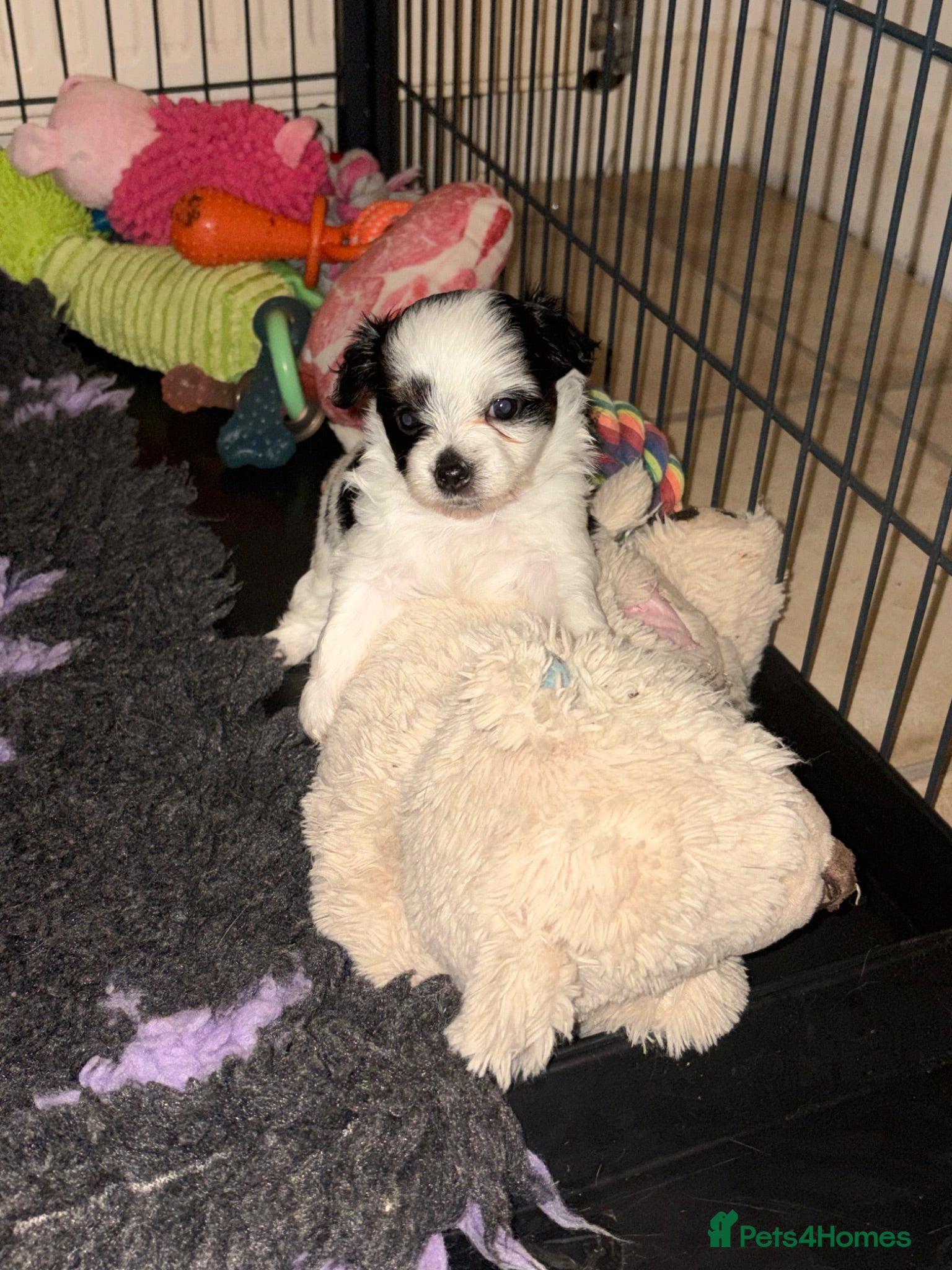 Chorkie dogs Miniature chorkies  - Advert 3