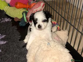 Chorkie dogs Miniature chorkies - Advert 6