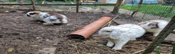 Mixed Breed rabbits for sale: Rabbits To Go To a Good Home in Doncaster - Advert 5