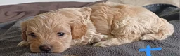 Cavapoo dogs for sale: Gorgeous cavapoo multicolours - Advert 22