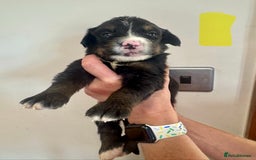 Mixed Breed dogs for sale: Labernese x Bernese mountain dog puppies  - Image 31