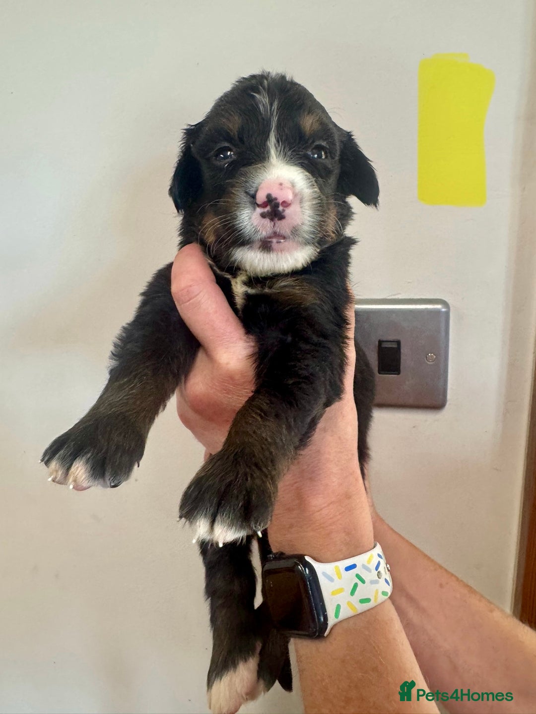 Mixed Breed dogs for sale: Labernese x Bernese mountain dog puppies  - Image 31
