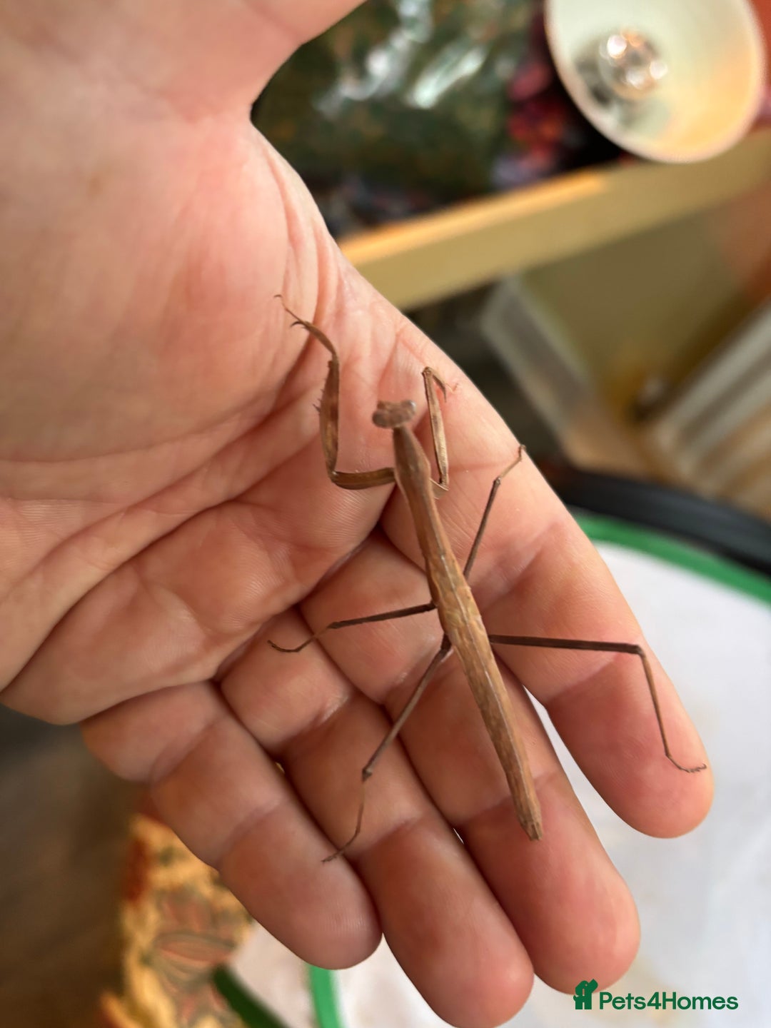 Praying Mantis invertebrates for sale: Praying mantis various - Advert 3