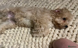 Cavapoo dogs for sale: Toy Cavapoo Puppies - Image 6