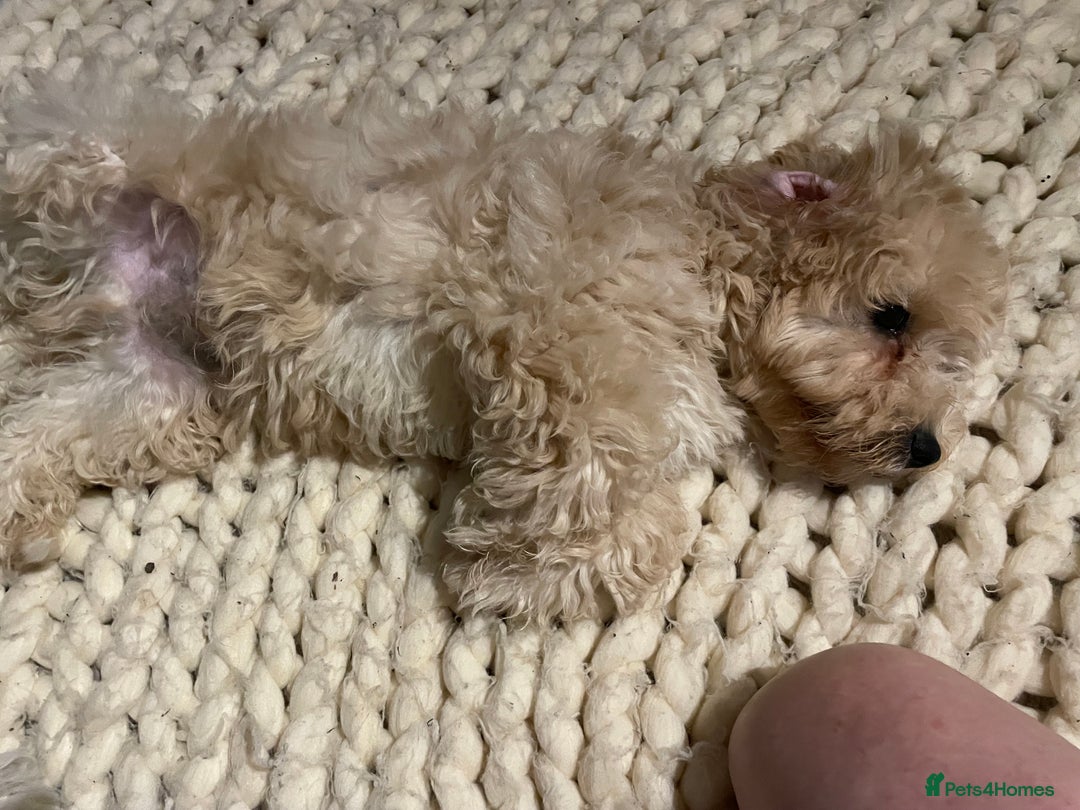 Cavapoo dogs for sale: Toy Cavapoo Puppies - Image 6