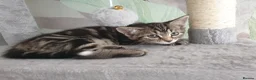 Mixed Breed cats for sale: 1 male and 1 female  - Advert 7