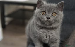 British Shorthair cats for sale: LAST BRITISH SHORTHAIR BLUE - GCCF REGISTERED  - Image 4