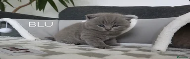 Blu