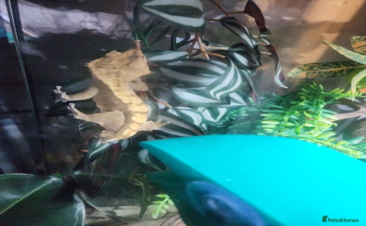 Gecko reptiles - Advert 8