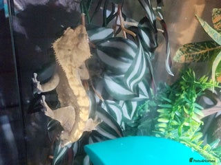 Gecko reptiles - Advert 7