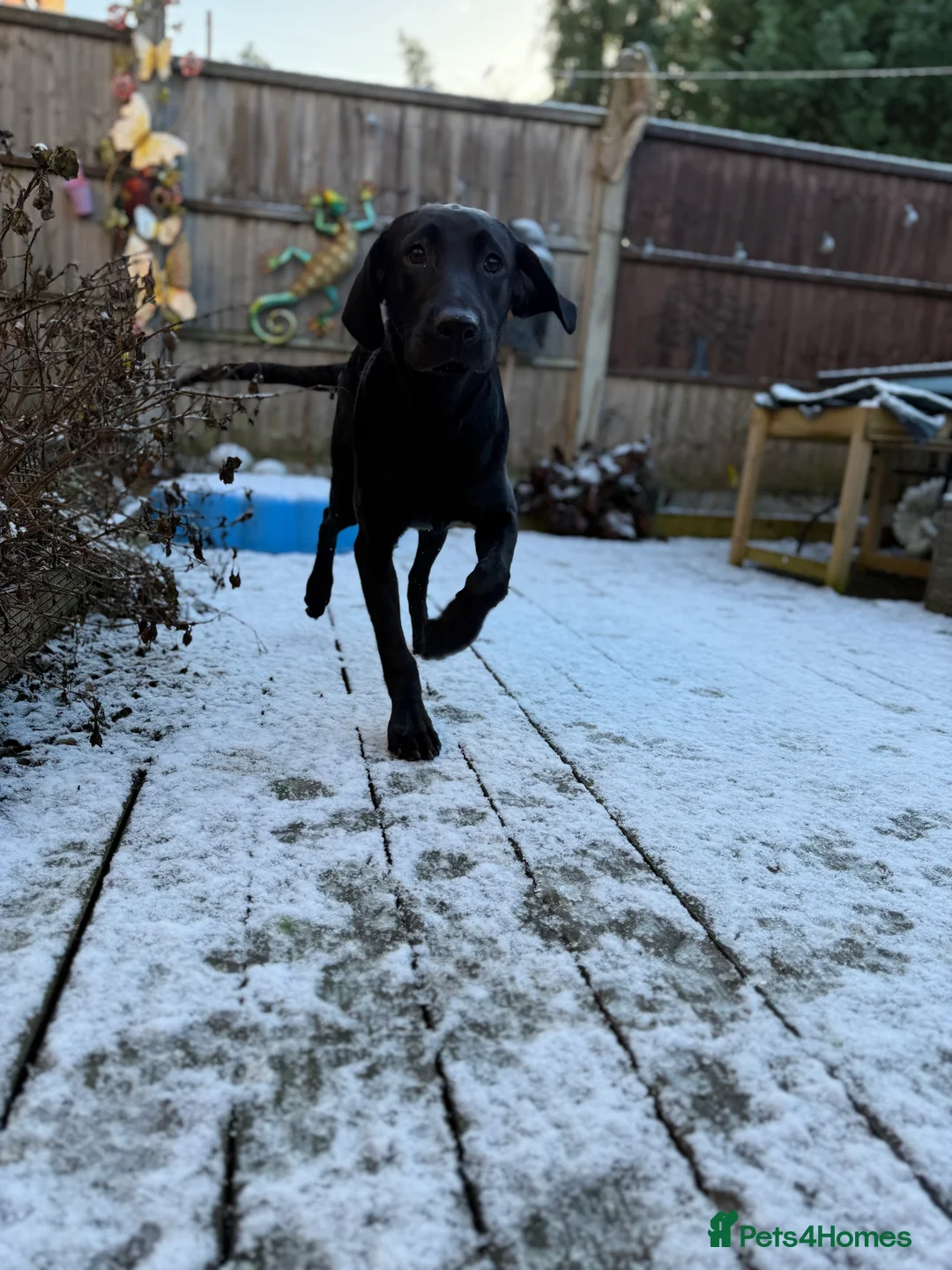 Labrador Retriever dogs for sale: Perfect lab  - Advert 2