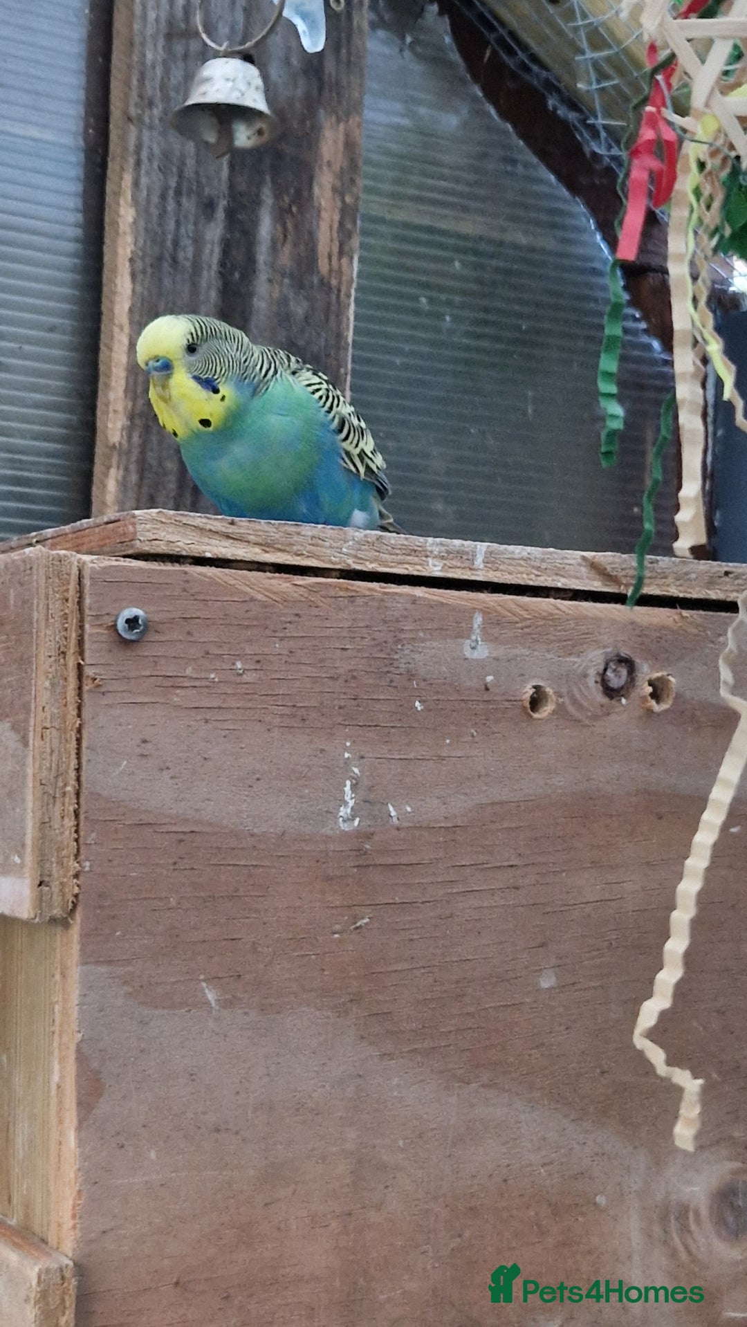 Budgerigars birds for sale: 1 male 1 female adult budgie £100 - Advert 9