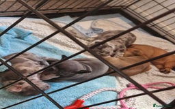 French Bulldog dogs for sale: Male and female frenchies - Image 1