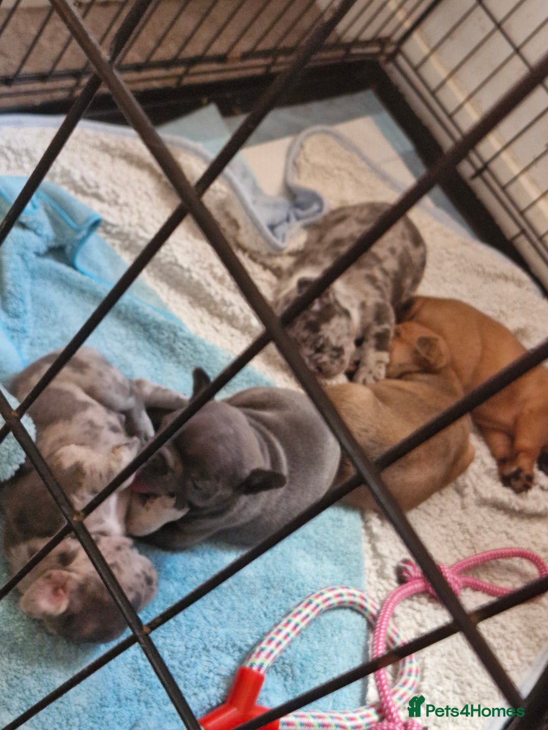 French Bulldog dogs for sale: Male and female frenchies - Image 1