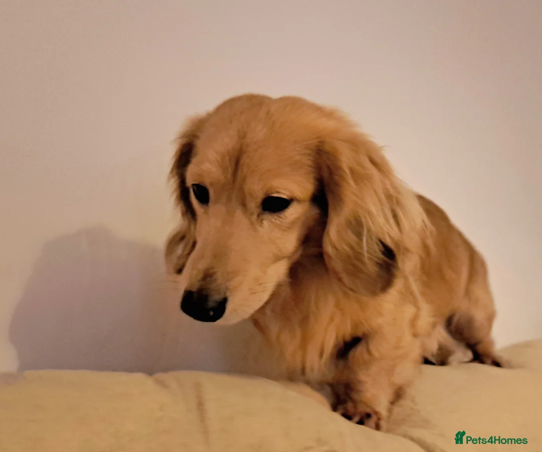 Miniature Dachshund dogs for stud: STUD 100% Long Haired Cream Miniature Dachshund - Advert 8
