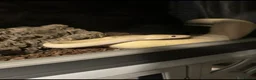 Python Snake reptiles for sale: Banana ball python pin stripe - Advert 2