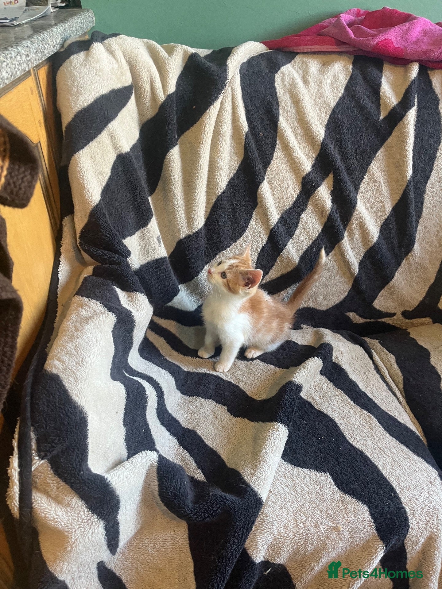 Mixed Breed cats Kittens looking for their forever homes  - Advert 1