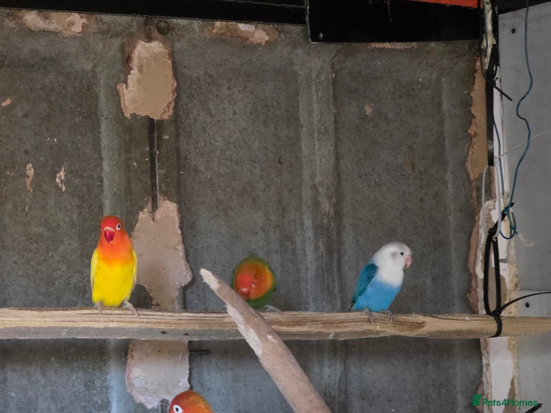 Lovebirds birds for sale: Aviary love birds  - Advert 4