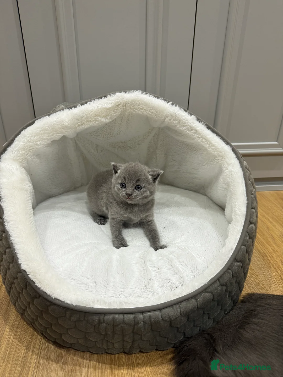 British Shorthair cats for sale: Beautiful grey British short hairs  - Advert 2