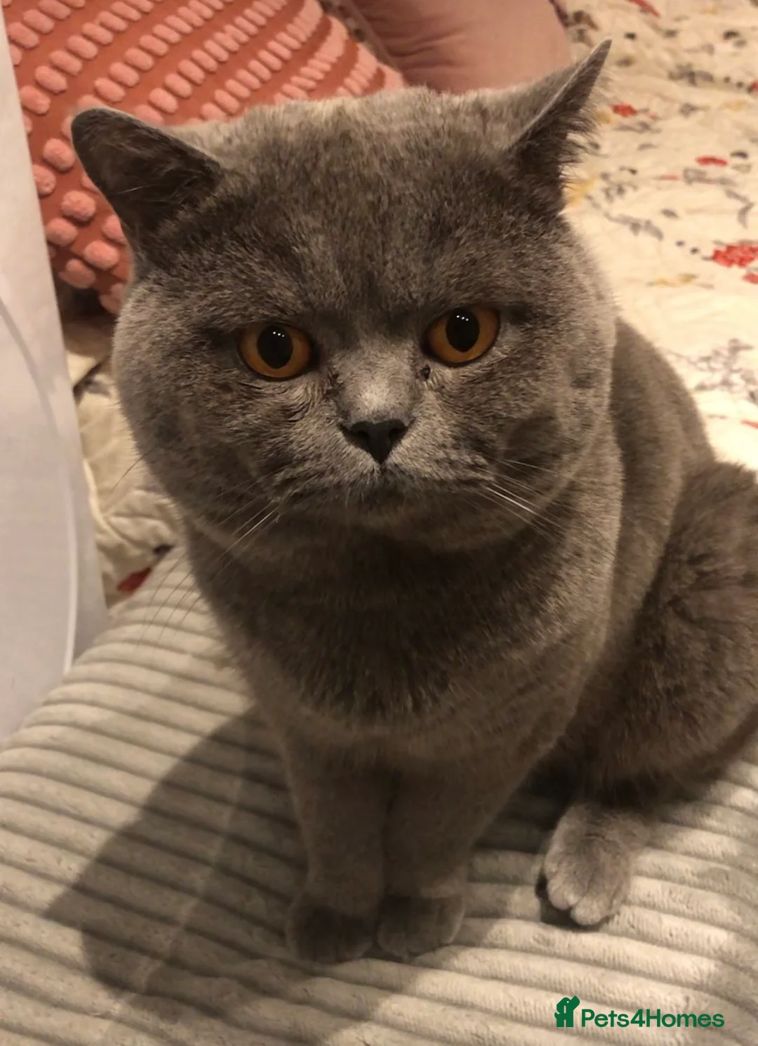 British Shorthair cats for sale: British shorthair male(neutered) in Southend-on-Sea - Advert 2