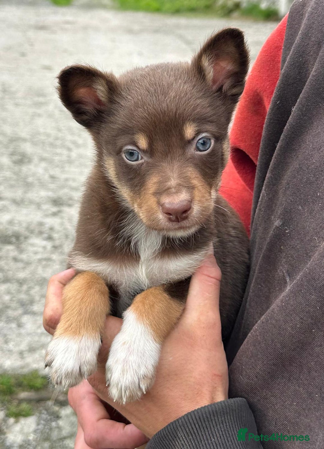 Mixed Breed dogs for sale: Collie X Kelpie puppies - Image 4