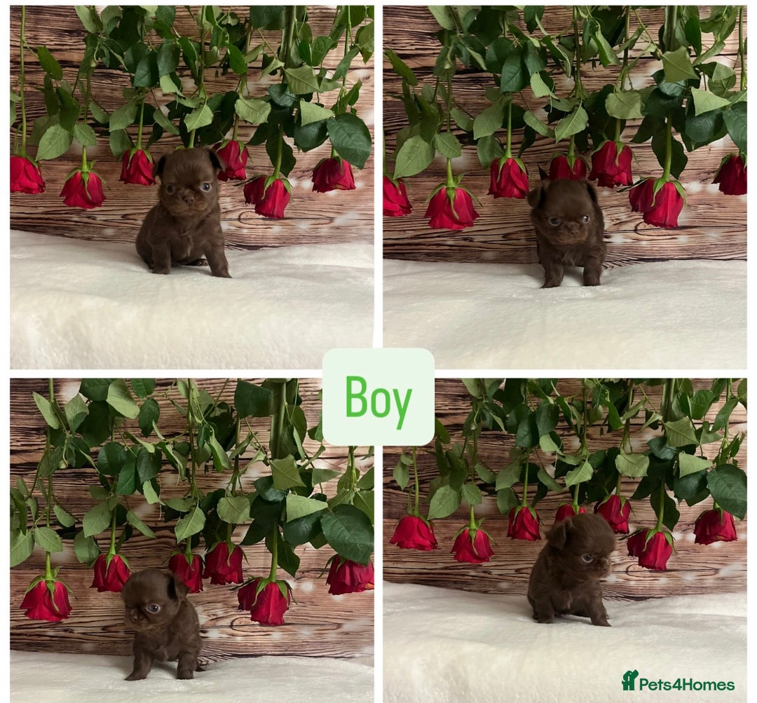 Chihuahua dogs for sale: Tiny long haired chihuahua girl !  - Advert 11