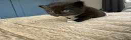 Mixed Breed cats for sale: Ragdolls mixed  - Advert 8