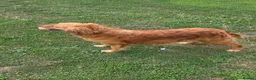 Golden Retriever dogs for sale: Working Goldie Retriever  - Advert 4
