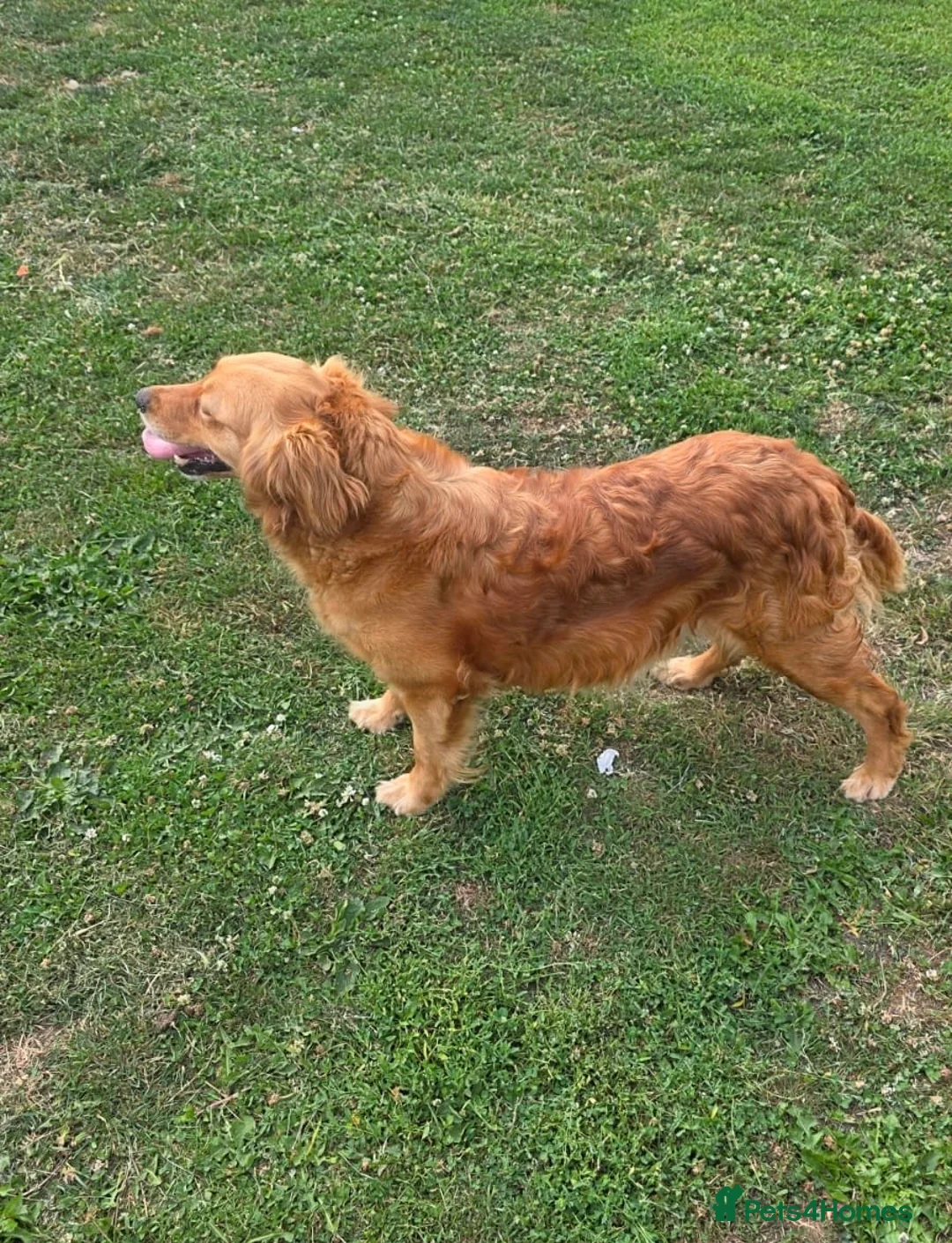 Golden Retriever dogs for sale: Working Goldie Retriever  - Advert 4