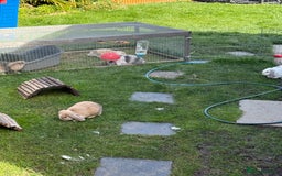 Mini Lop rabbits for sale: Beloved mini lops looking for new homes  - Image 5