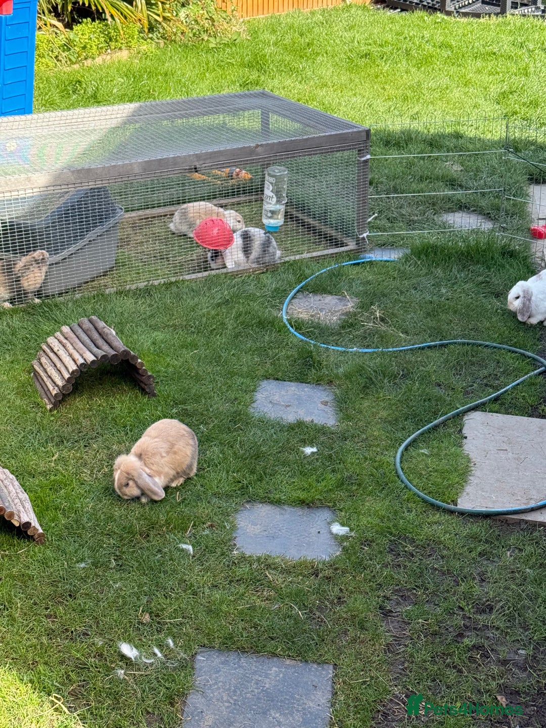 Mini Lop rabbits for sale: Beloved mini lops looking for new homes  - Image 5